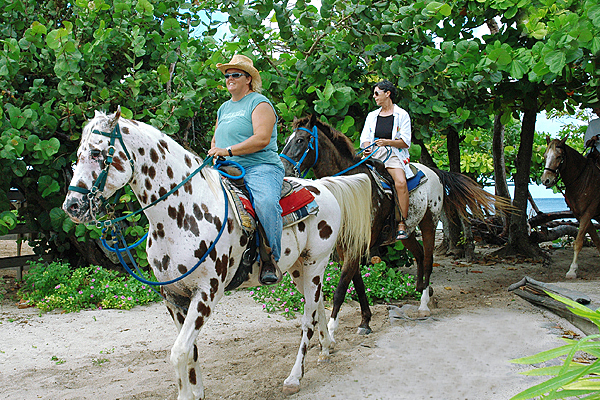 send Copyright wreath Cayman Islands Horseback Riding and Swimming Tours | Pampered Ponies Grand  Cayman